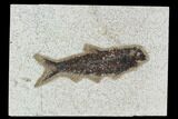 Fossil Fish (Knightia) - Green River Formation #129782-1